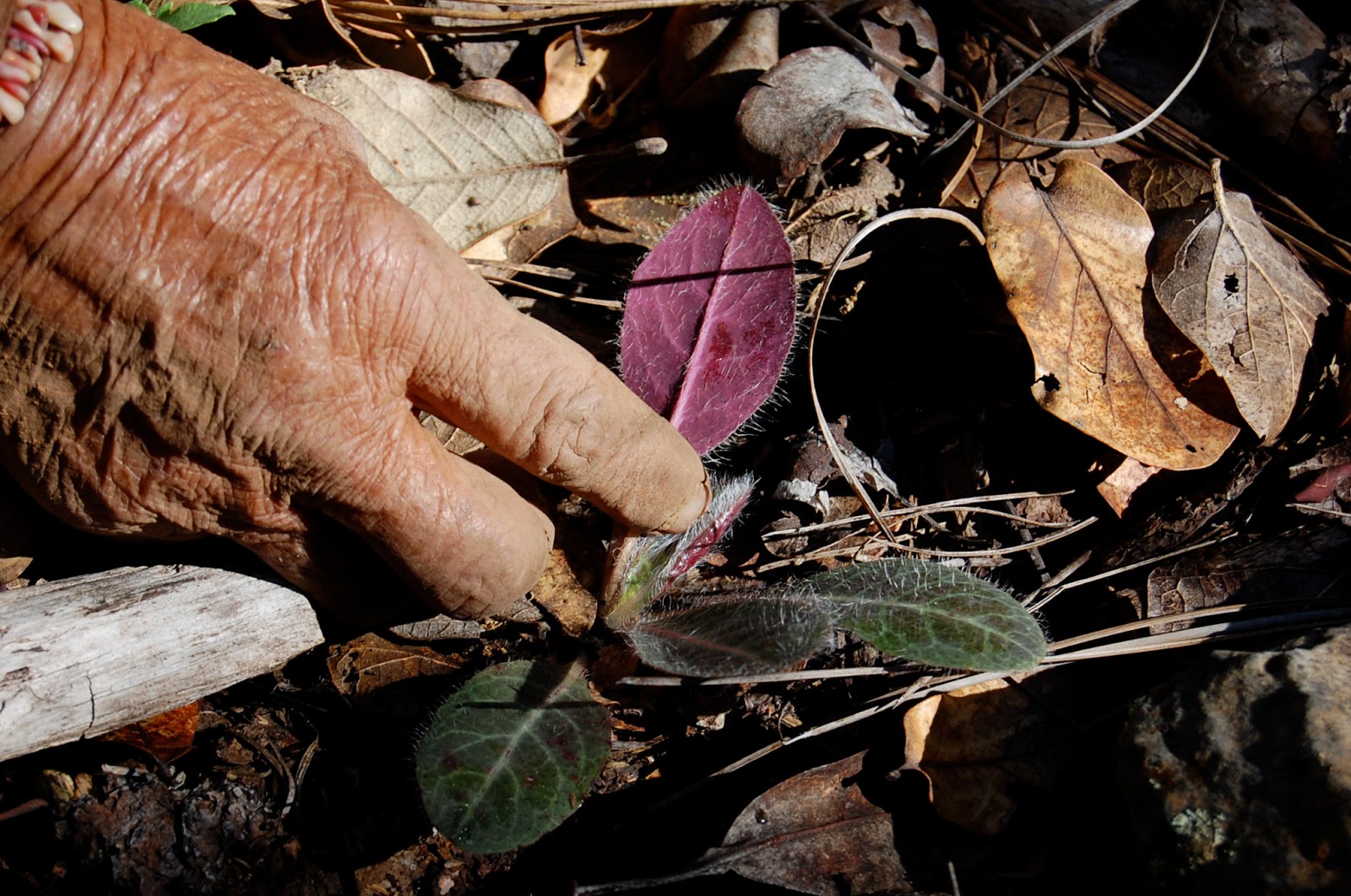 8 Native Plants for Native Medicine